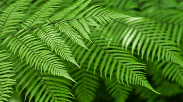 ferns in the forrest